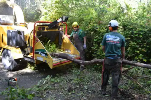 tree services Mount Prospect